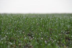 Green grass in dew drops