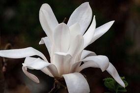 Snow-white magnolia close-up