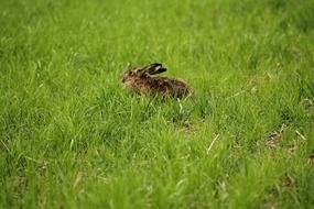 gray hare on a green meadow