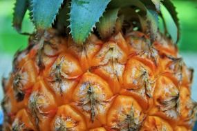 close-up photo of Yellow pineapple