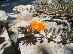 Natural orange flower on a branch