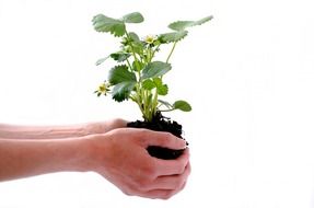 strawberry seedlings in hand