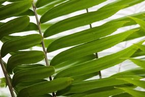 Dioon spinulosum, beautiful green leaves of gum palm on close-up in Mexico