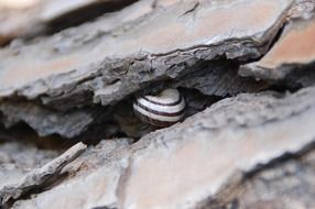 Snail among the bark
