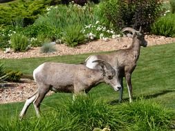 mountain sheep garden