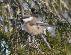 gray siberian tit close up