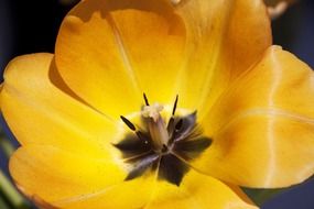 Yellow tulip close-up