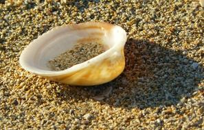 sand in a big shell close up