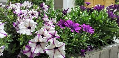 breathtaking flower box