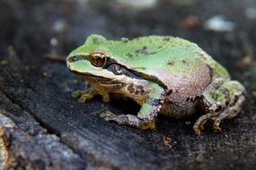 green frog on a rock