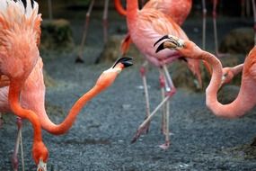 pink flamingo wrestling