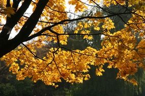 golden autumn tree scenery