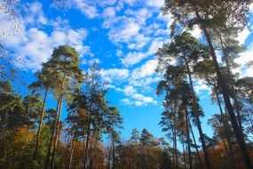 Forest trees against the blue sky with white clouds