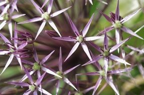 Purple and green flowers
