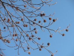 dried seed pods on a tree branch