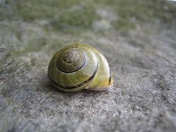 fascinating snail shell nature