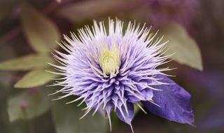 Purple Clematis close-up