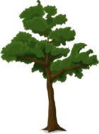 Drawing of a tall tree with thin brown trunk