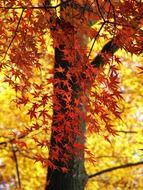 colorful leaves on a tree in autumn