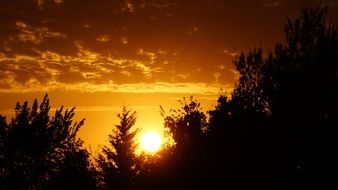tree silhouettes at sunset