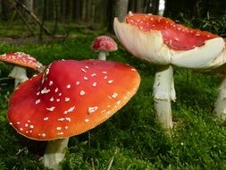 Fly agarics in the green grass