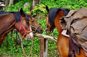 harnessed farm horses