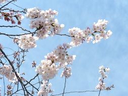 white sakura cheery blossoms