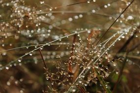 drops of dew on green leaves of grass