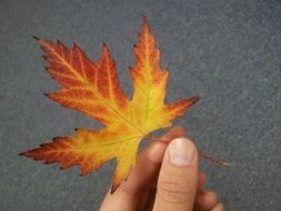 leaf the hand