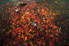 red koi fish in the pond