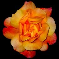 orange rose on black background