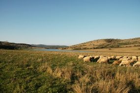 Landscape of the pasture