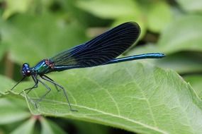 insect calopteryx splendens