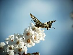 Monarch butterfly on white flowers