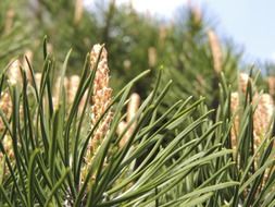 Green needles of the plant