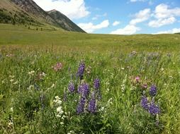 wild flowrs on the mountain meadow