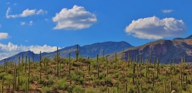 Cacti in a picturesque landscape in Arizona