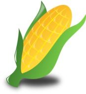Drawing of corn on the cob