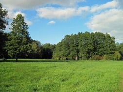 summer green meadow in Russia