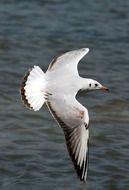 soaring wild seagull