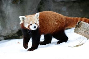 red panda cat