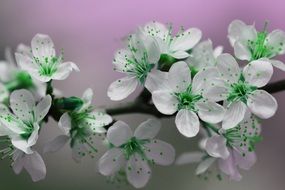 Branch with beautiful white and green flowers in the garden