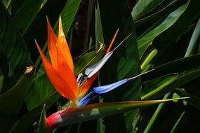 colorful flower bird of paradise