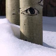 aspen tree trunk in winter