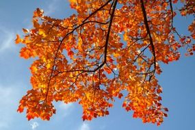 Yellow-red autumnal foliage against the sky