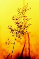 thin bush in orange photo