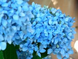bright blue hydrangea buds