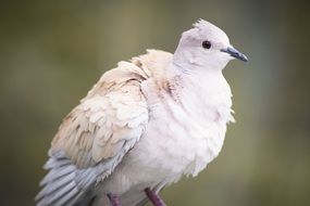 White dove close-up