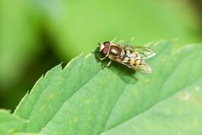 fly on a green plant