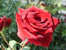 bush of beautiful red roses